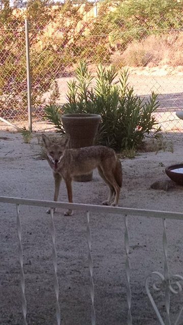 coyote in my yard