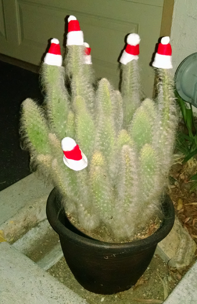 Santa hats on cactus
